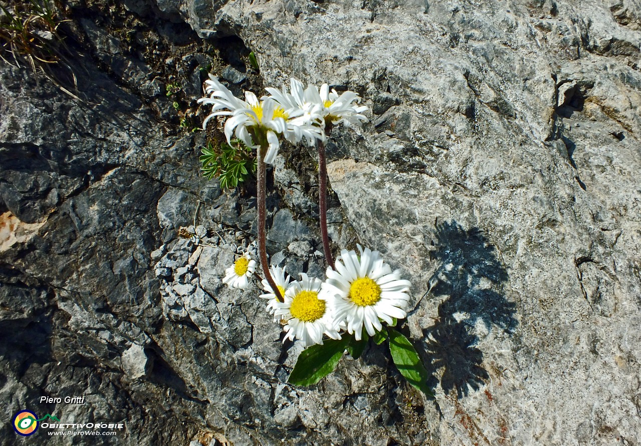 95 Margherite d'Alpe.JPG